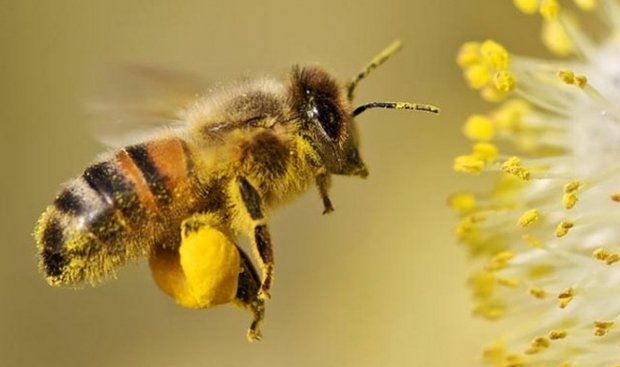  Майже все про бджоли 